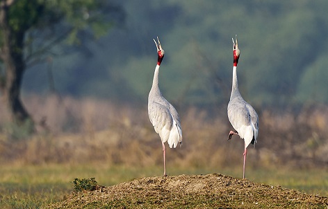 Bharatpur