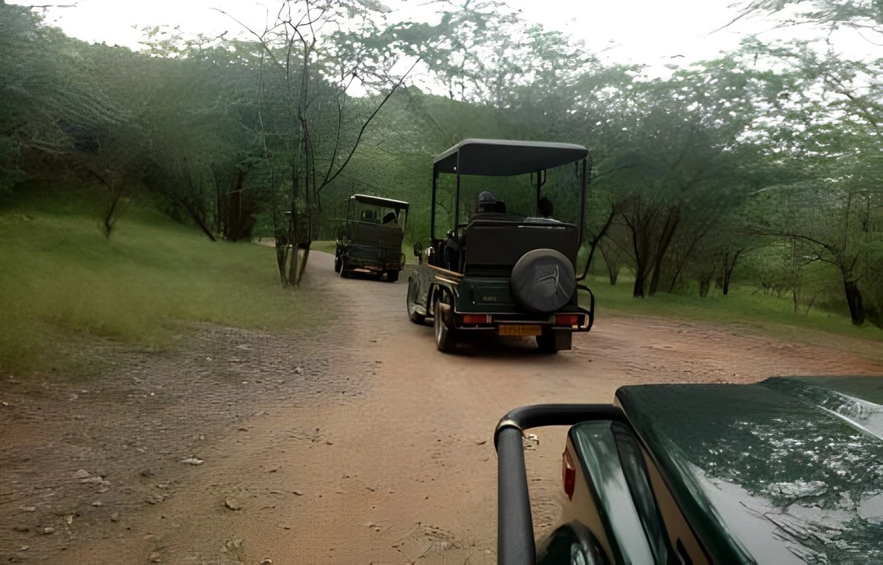 jhalana-safari-jaipur