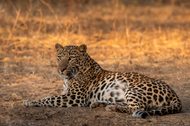 leopard-safari