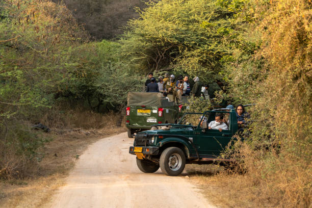 leopard-safari
