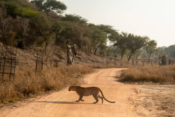 leopard-safariaipur