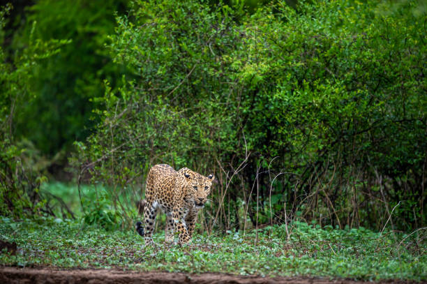 leopard-safari