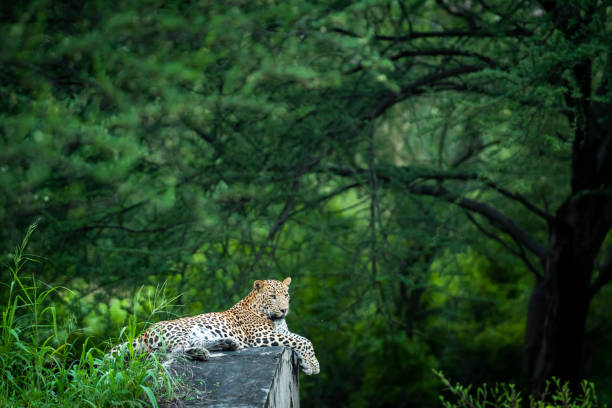 leopard-safari