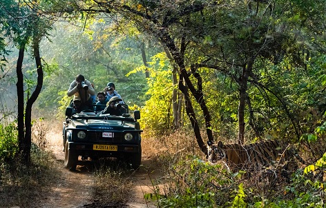 ranthambore