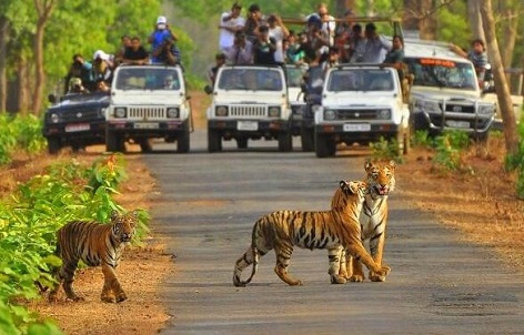 sariska-alwar