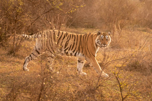 ranthambore